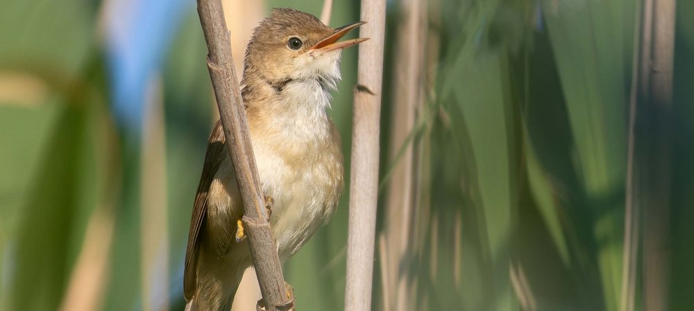 Teichrohrsänger, Foto: shutterstock