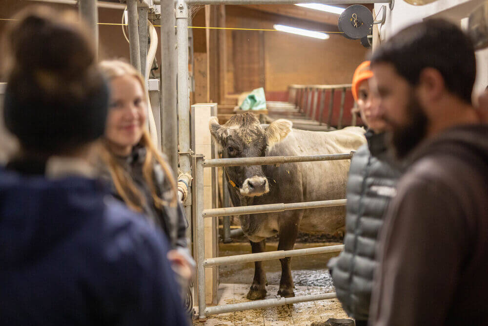 Studierende in einem Rinderstall, Foto: Universitätsklinik für Wiederkäuer