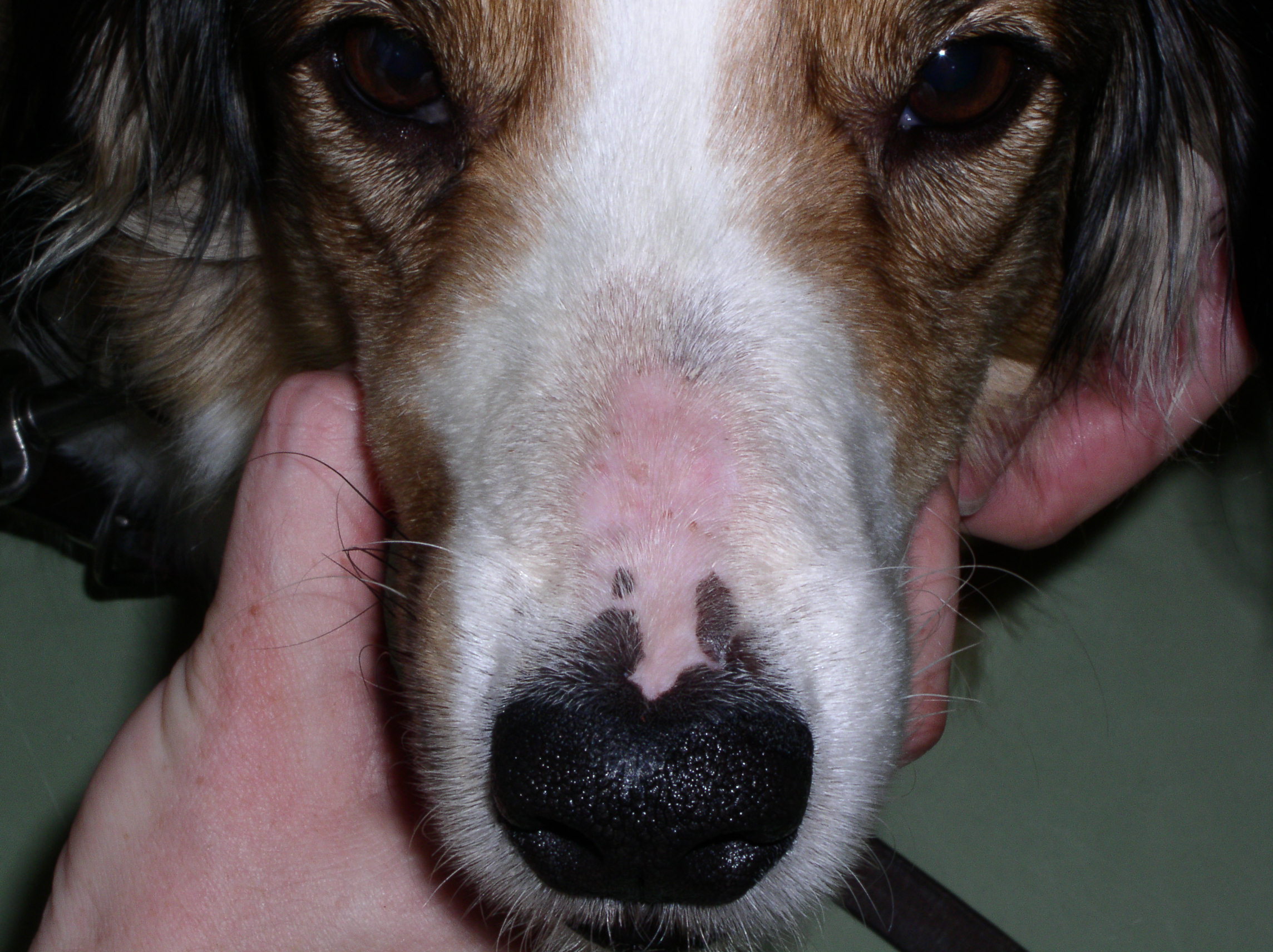 sunburned dog nose